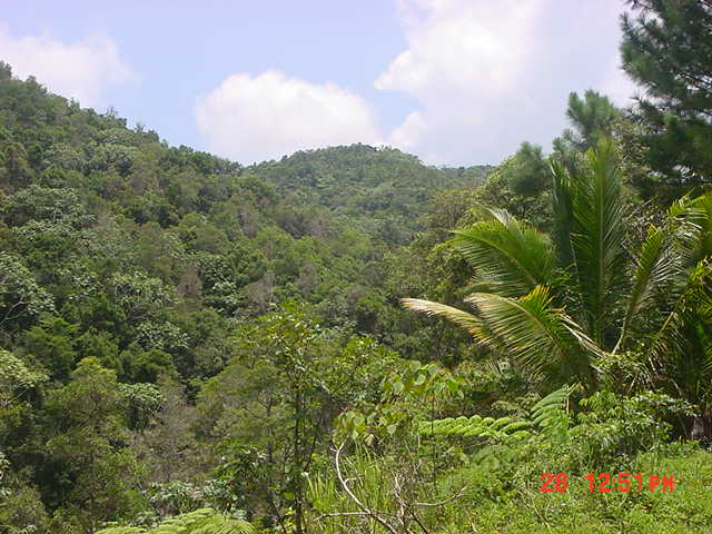 Cayey Bo.Culebras Alto, Venta ó Pemuta a considerarse